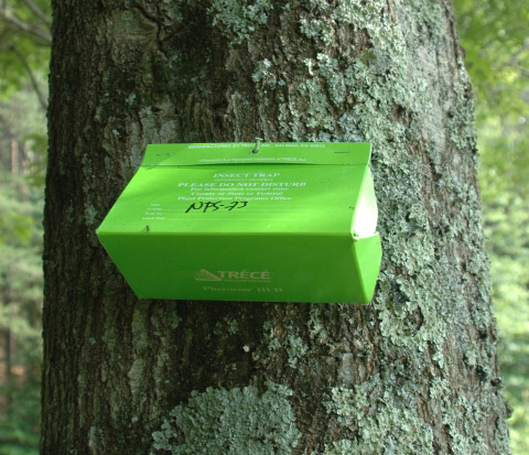 Green Delta trap on tree